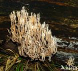 Upright coral (Ramaria stricta)