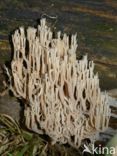 Upright coral (Ramaria stricta)