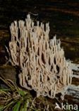 Upright coral (Ramaria stricta)