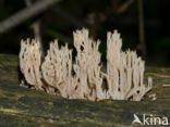 Upright coral (Ramaria stricta)