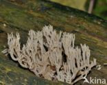 Upright coral (Ramaria stricta)