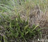 Grote wolfsklauw (Lycopodium clavatum)