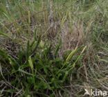 Grote wolfsklauw (Lycopodium clavatum)