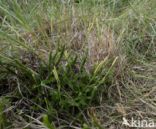 Stag s-horn Clubmoss (Lycopodium clavatum)