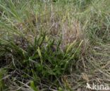 Stag s-horn Clubmoss (Lycopodium clavatum)