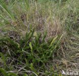 Grote wolfsklauw (Lycopodium clavatum)