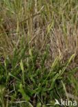 Grote wolfsklauw (Lycopodium clavatum)