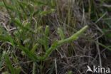 Stag s-horn Clubmoss (Lycopodium clavatum)