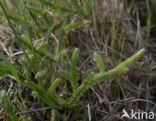 Stag s-horn Clubmoss (Lycopodium clavatum)