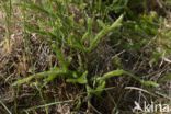 Stag s-horn Clubmoss (Lycopodium clavatum)