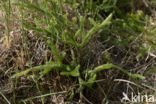 Grote wolfsklauw (Lycopodium clavatum)