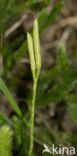 Stag s-horn Clubmoss (Lycopodium clavatum)