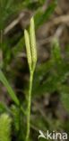 Grote wolfsklauw (Lycopodium clavatum)