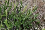 Grote wolfsklauw (Lycopodium clavatum)