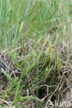 Grote wolfsklauw (Lycopodium clavatum)