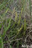 Grote wolfsklauw (Lycopodium clavatum)