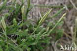 Grote wolfsklauw (Lycopodium clavatum)