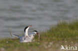 Common Tern (Sterna hirundo)