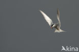 Common Tern (Sterna hirundo)