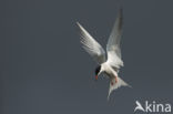 Common Tern (Sterna hirundo)