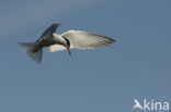 Common Tern (Sterna hirundo)