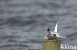 Common Tern (Sterna hirundo)