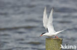 Common Tern (Sterna hirundo)