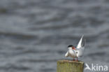 Common Tern (Sterna hirundo)