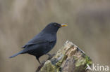 Merel (Turdus merula)