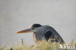 Blauwe Reiger (Ardea cinerea)