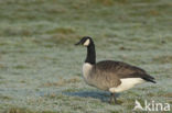 Canada Goose (Branta canadensis)