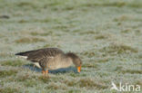 Grauwe Gans (Anser anser)