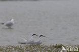 Common Tern (Sterna hirundo)