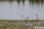 Common Tern (Sterna hirundo)