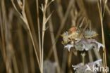 zadelsprinkhaan (Ephippiger sp.)