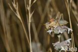 bush cricket (Ephippiger sp.)