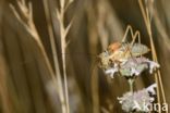 bush cricket (Ephippiger sp.)