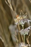 zadelsprinkhaan (Ephippiger sp.)