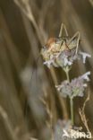 bush cricket (Ephippiger sp.)