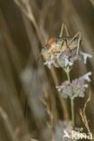 zadelsprinkhaan (Ephippiger sp.)