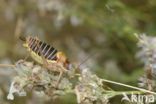 bush cricket (Ephippiger sp.)