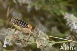 bush cricket (Ephippiger sp.)