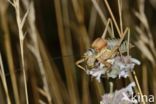 zadelsprinkhaan (Ephippiger sp.)