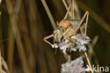 zadelsprinkhaan (Ephippiger sp.)