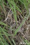 Smooth Snake (Coronella austriaca)