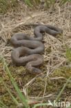 Smooth Snake (Coronella austriaca)