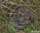 Smooth Snake (Coronella austriaca)