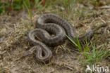 Smooth Snake (Coronella austriaca)