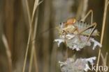 bush cricket (Ephippiger sp.)