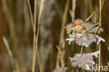 bush cricket (Ephippiger sp.)